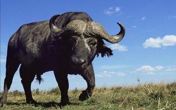 Живая природа. Буйвол - хозяин Африки / Wildlife. Buffalo. The African Boss