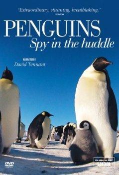 Пингвин: Шпион под прикрытием / Penguins - Spy In The Huddle