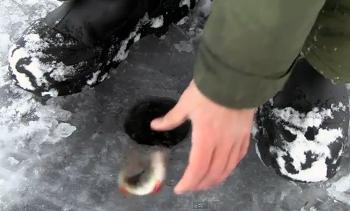 Скоростная ловля мелкого окуня со льда зимой