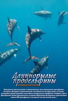 Длиннорылые продельфины (Длинноносые дельфины) / Spinner Dolphins