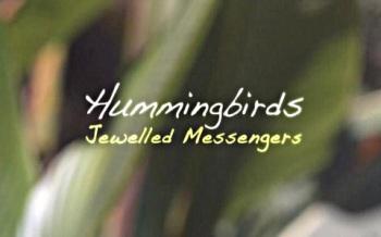 Драгоценные посланники цветов / Hummingbirds - Jeweled Messengers