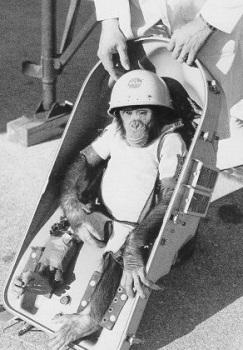 Хэм. Космический шимпанзе номер 65 / Ham Astrochimp # 65