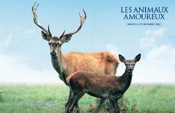 Влюбленные животные / Les animaux amoureux