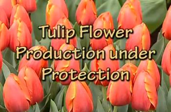 Выращивание тюльпанов в Голландии / Growing tulips in Holland