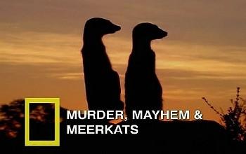 National Geographic. Убийства, драки и сурикаты / National Geographic. Murder, Mayhem & Meerkats