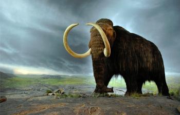 Мамонт. Воскрешение из мертвых / Mammoth: Back from the Dead. National Geographic