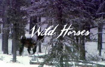 Дикие лошади и Канадские Скалистые горы / Wild Horses of the Canadian Rockies