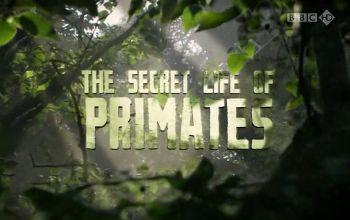Тайная жизнь приматов / BBC. The Secret Life of Primates / Among the Apes