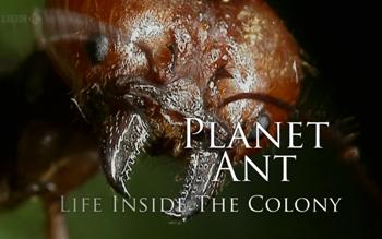 Планета муравьёв: Взгляд изнутри / Planet Ant: Life Inside the Colony