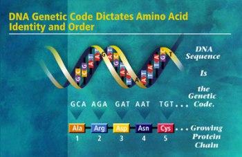 BBC. Генетический код / The Gene Code