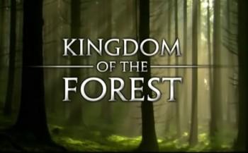 Лесное царство / Kingdom Of The Forest 