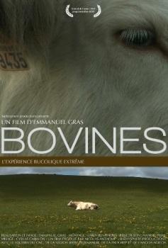 Коровы / Bovines / A Cow's Life