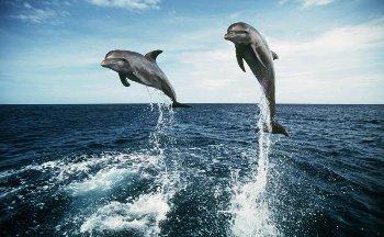 Разговор о дельфинах