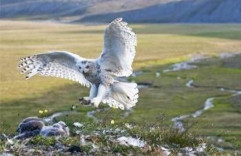 Крылатая полярная звезда / Snowy Owl