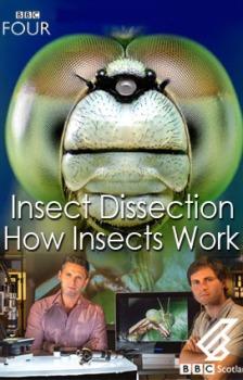 ВВС. Вивисекция. Как устроены насекомые / ВВС: Insect Dissection: How Insects Work