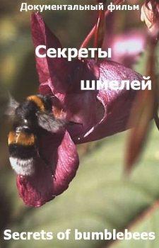 Секреты шмелей / Secrets of bumblebees