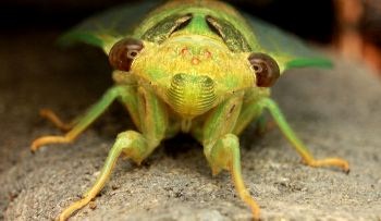 Мир насекомых и пауков / Insects: Little Matters
