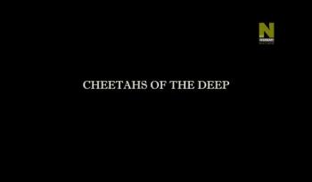 Гринды – морские охотники / Cheetahs Of The Deep