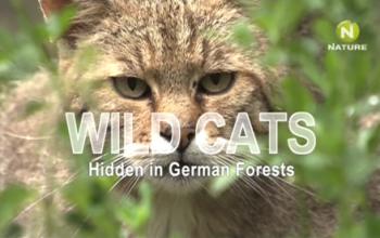Дикие кошки в лесах Германии / Wild Cats Hidden in German Forests