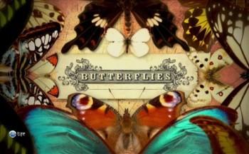 Бабочки / Butterflies 