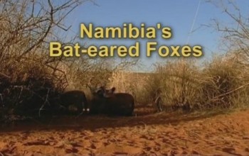 Намибийские большеухие лисицы / Namibia's bat-eared foxes