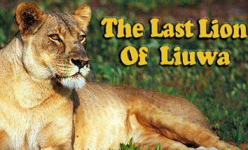 Последняя львица Лиувы / The Last Lion of Liuwa