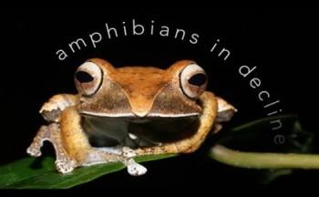 Из Африки: Лягушки в опасности / Out of Africa - Frogs in Decline