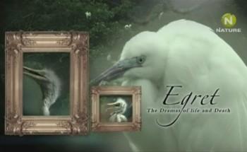 История жизни белой цапли / Egret - The Dramas of Life and Death
