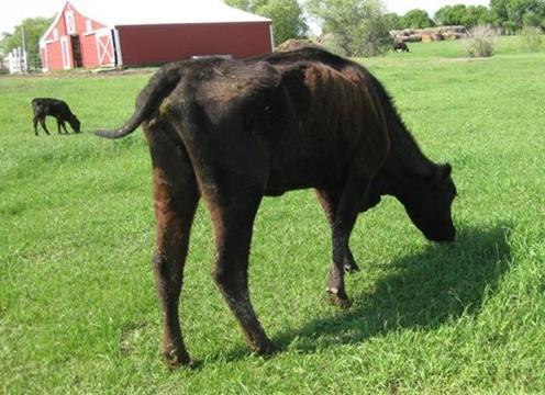 Коровы без хвостов: В районах добычи сланцевого газа болеет скот