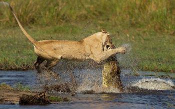 Львы с Крокодильей реки / Lions of Crocodile River