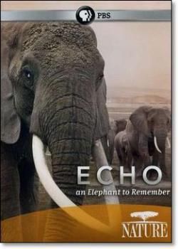 Эхо: Воспоминания о слонихе / PBS: Nature - Echo: An Elephant to Remember 