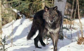 Серый волк / Gray Wolf